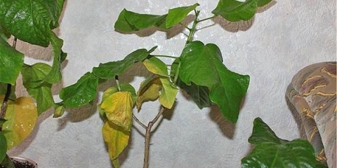 Šta učiniti ako lišće kineske ruže požuti i opadne